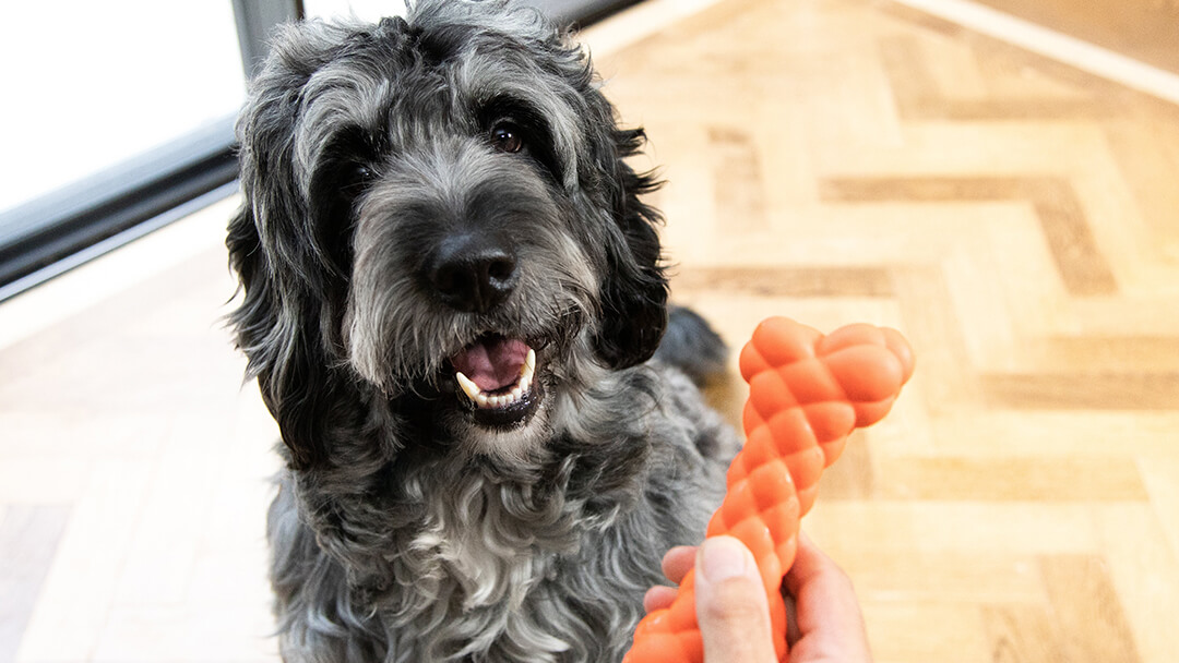 How Do I Teach My Dog To Touch A Target